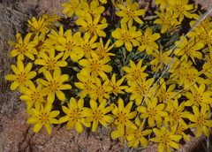 Gazania lichtensteinii