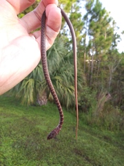 Coluber constrictor priapus