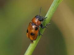 Coptocephala rubicunda