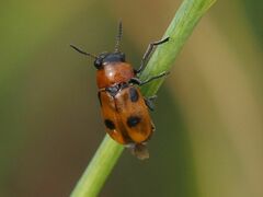 Coptocephala rubicunda