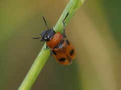 Coptocephala rubicunda