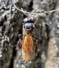 Trigona fulviventris