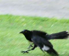 Strepera versicolor arguta