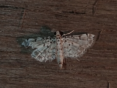 Metoeca foedalis