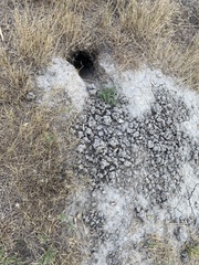 Urocitellus richardsonii