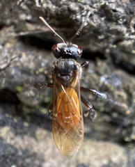 Trigona fulviventris
