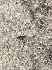 Anthidium oblongatum