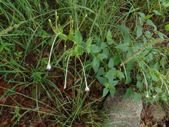Mirabilis longiflora