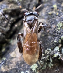 Trigona fulviventris