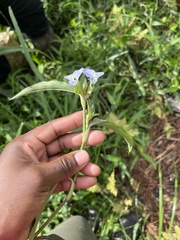 Commelina virginica
