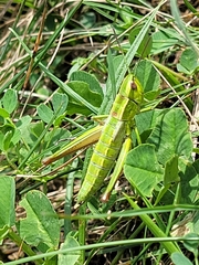Euthystira brachyptera
