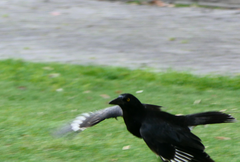 Strepera versicolor arguta