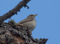 Turdus atrogularis