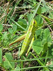 Euthystira brachyptera