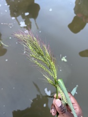Echinochloa walteri