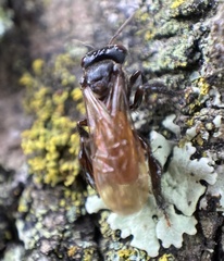 Trigona fulviventris
