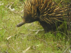 Tachyglossus aculeatus