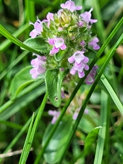 Thymus praecox