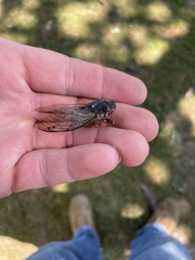 Neotibicen lyricen