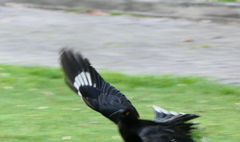 Strepera versicolor arguta