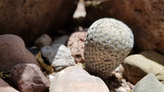 Mammillaria pectinifera