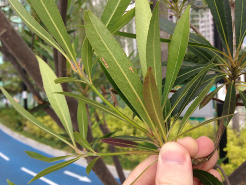 Elaeocarpus hainanensis