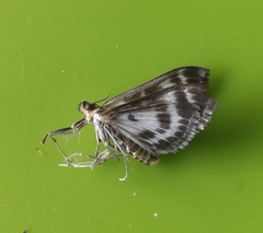 Anania hortulata