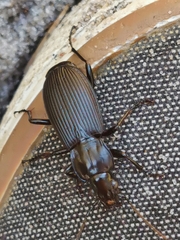 Pterostichus niger