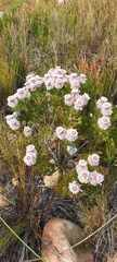 Serruria hirsuta