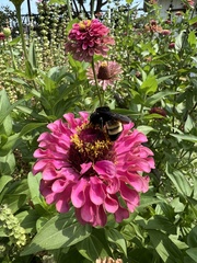 Bombus pensylvanicus