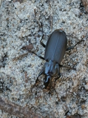 Pterostichus niger