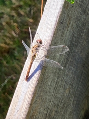 Sympetrum