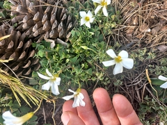 Oxalis lanata