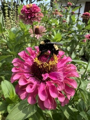 Bombus pensylvanicus