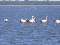 Phoenicoparrus andinus