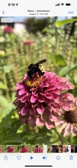 Bombus pensylvanicus