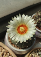 Astrophytum asterias