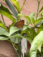Thecla betulae