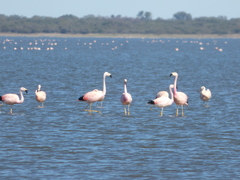 Phoenicoparrus andinus