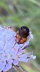 Musca autumnalis
