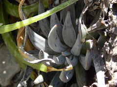 Echeveria unguiculata