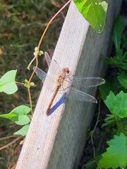 Sympetrum