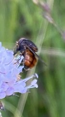 Musca autumnalis