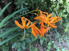 Crocosmia aurea