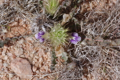 Acanthopsis hoffmannseggiana