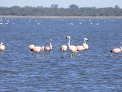 Phoenicoparrus andinus