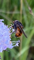 Musca autumnalis