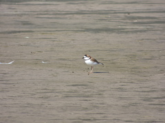 Charadrius collaris