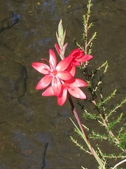 Hesperantha coccinea