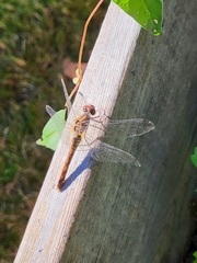 Sympetrum